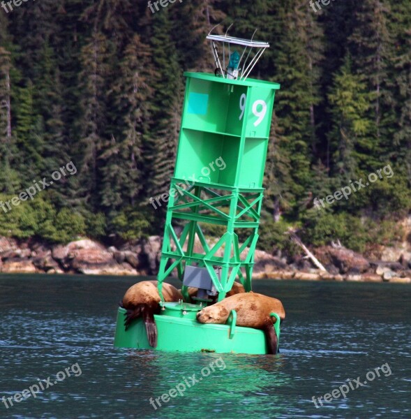 Sea Lions Steller Sea Lions Sea Lion Animal