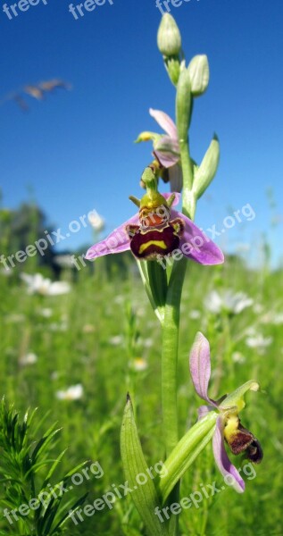 Orchid Bee Orchid Wild Nature Flower