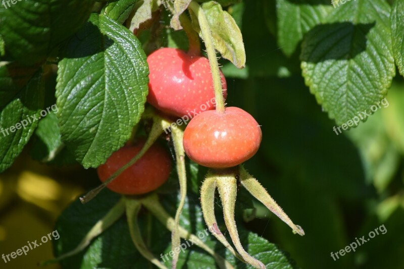 Rosehip Trees Plant Leaves Green