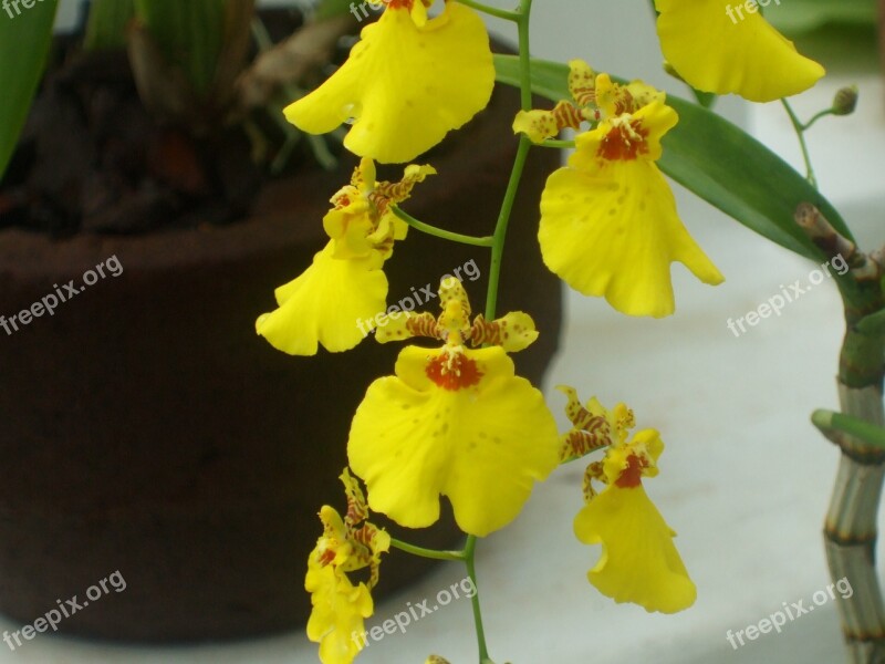 Orchid Flower Nature Yellow Orchid Yellow Flower