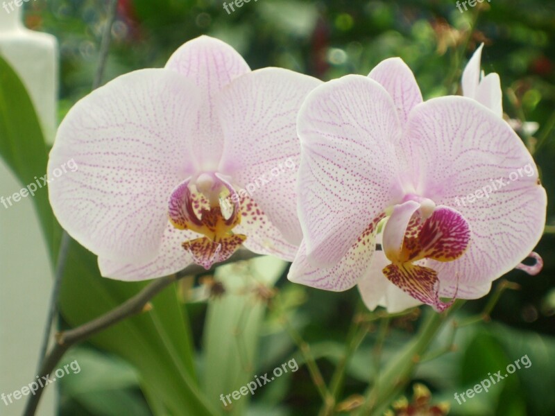 Orchid Flower Nature Plant Pink Orchid