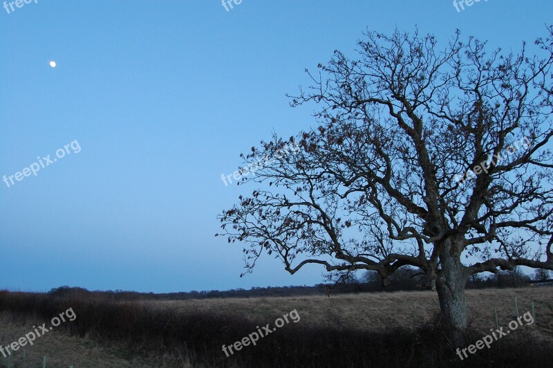 Tree Spooky Moon Twighlight Nature