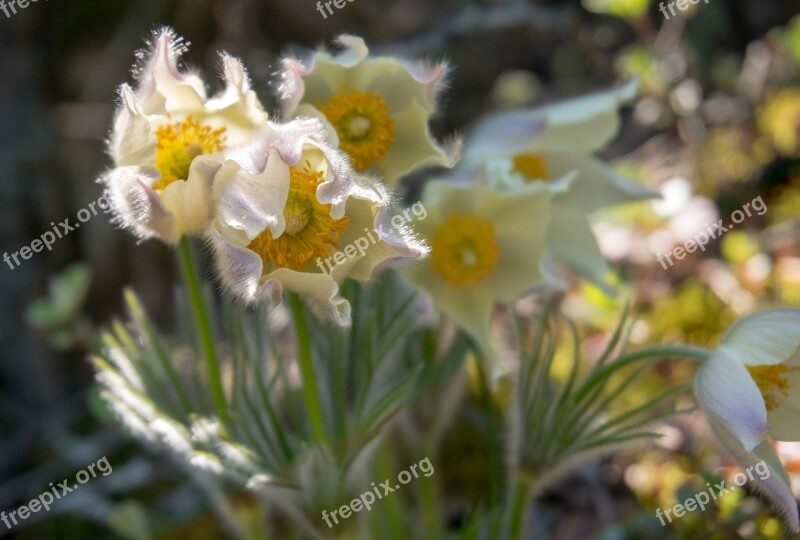 Snowdrops Flowers Nature Spring Tenderness