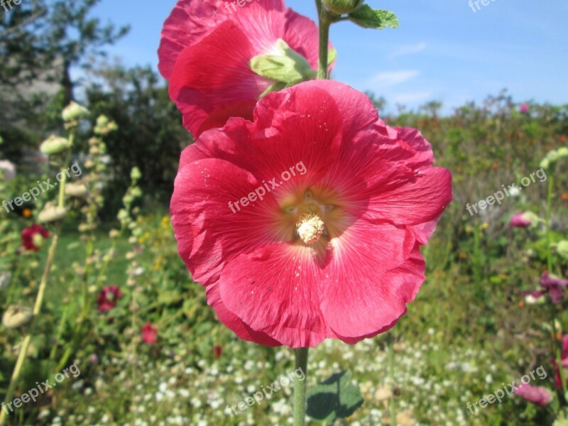 Flower Nature Summer Natural Plant