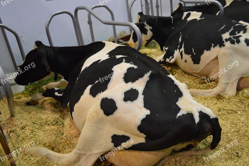 Cows Field Animals Black And White Cows Milk Cows