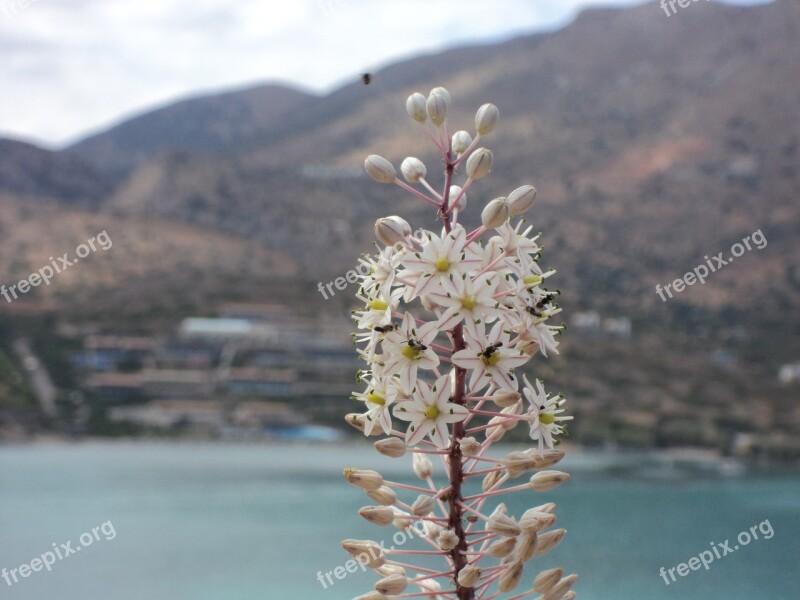 Flower Holiday Summer Crete White Flowers