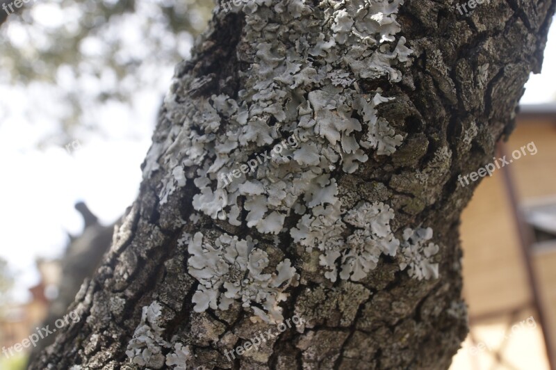 Trunk Trunk Fungi Wood Tree Free Photos