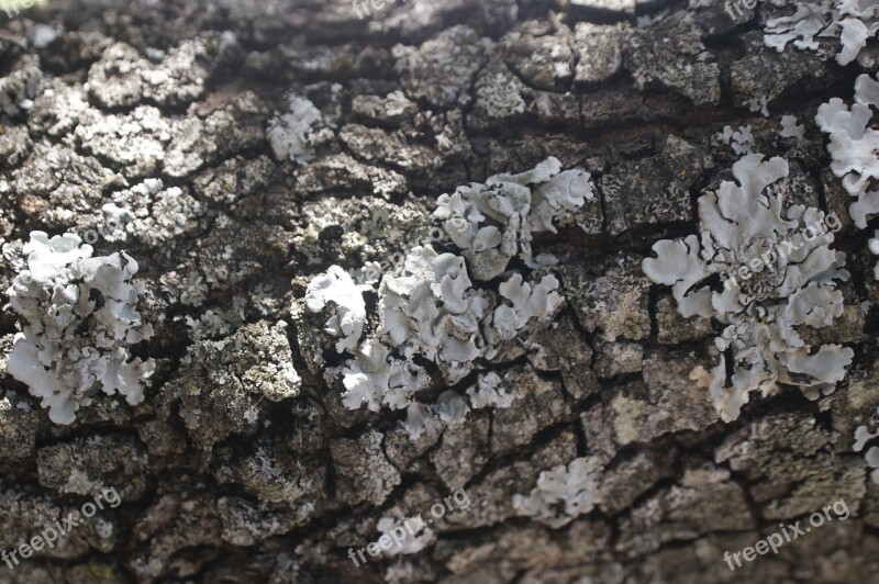 Trunk Bark Tree Tree Bark Fungi