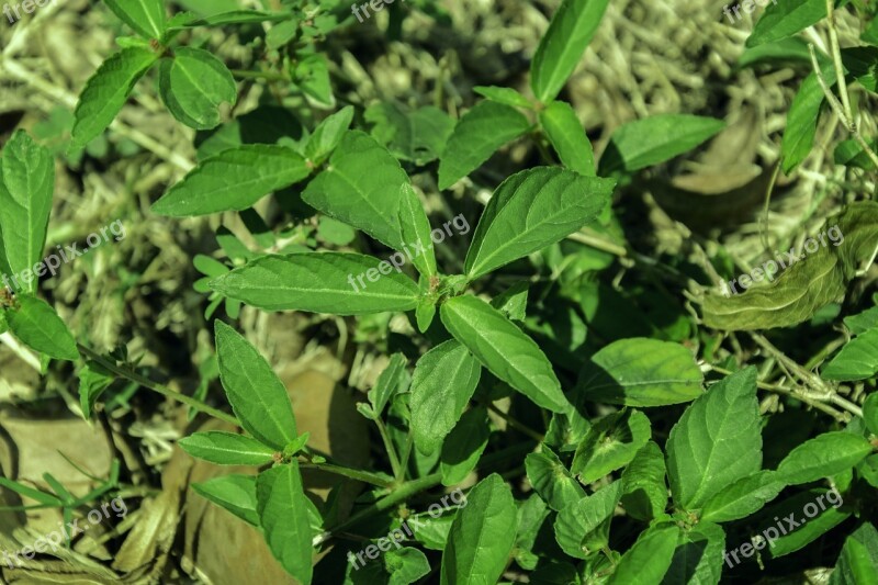 Weeds Leaf Grass Sunshine Background