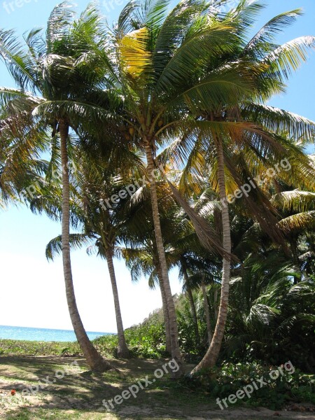 Puerto Rico Palm Tree Beach Island