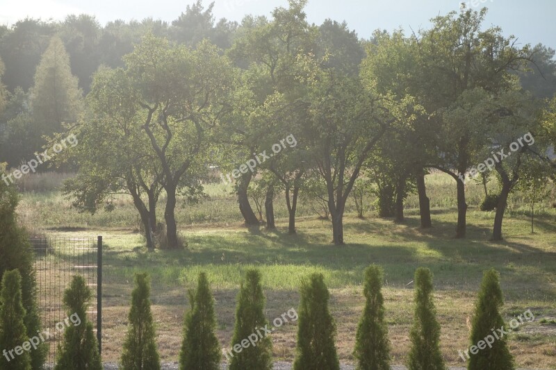 Garden Tree Leaf Nature Landscape