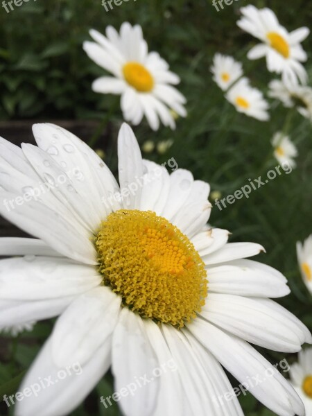 Daisies Bloom Flower Plant Garden