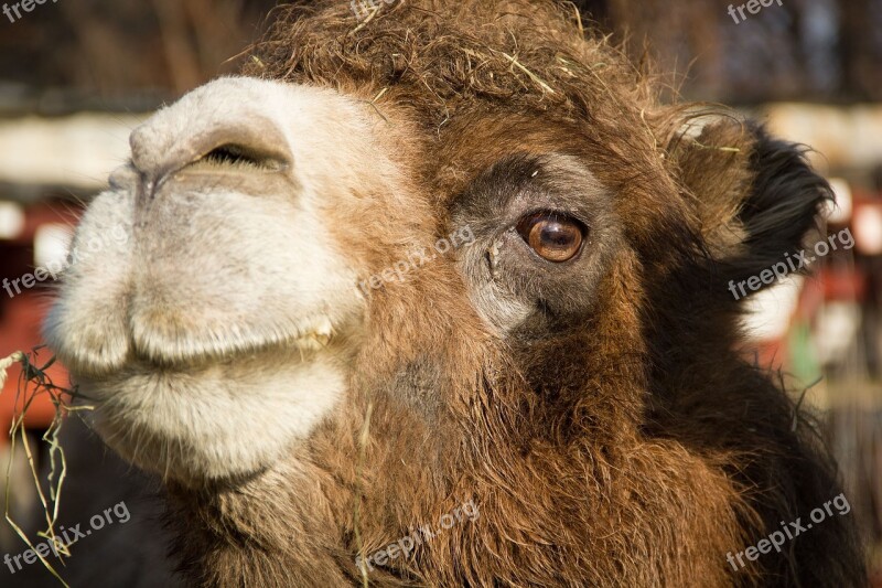 Camel Animal Zoo Desert Ship Creature