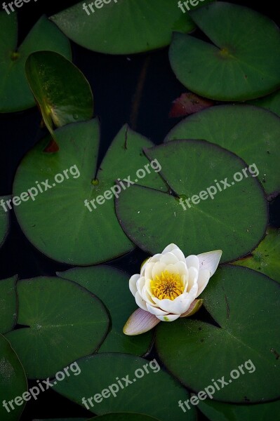 Lotus Lake Water Lilies Flowers Free Photos