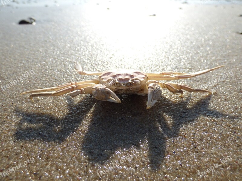 Crab Cancer Beach Shellfish Meeresbewohner