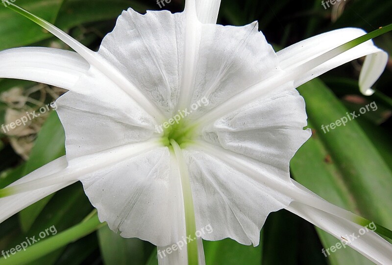 Hymenocallis Plant Flower White Public Garden