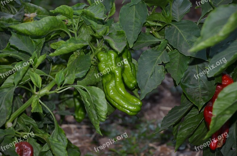 Pepper Green Garden Vegetable Organic Food