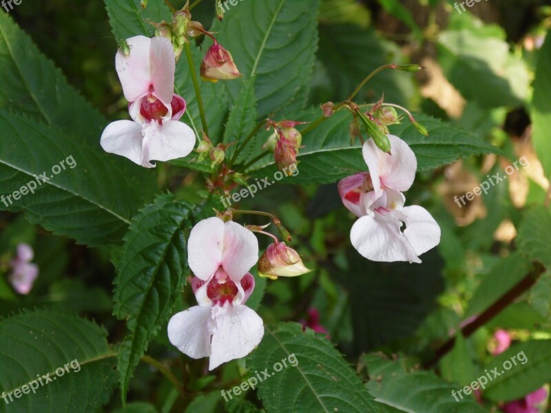 Balsam Flower Indian Springkraut Himalayan Balsam Wild Flower