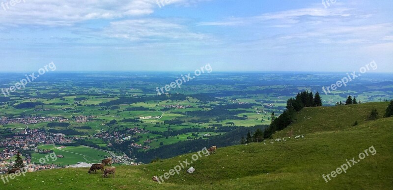 Alpine Meadow Summer Cow Juicy Valley