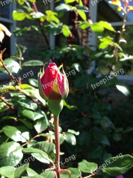 Rose Flower Vintage Flower Decoration Bloom