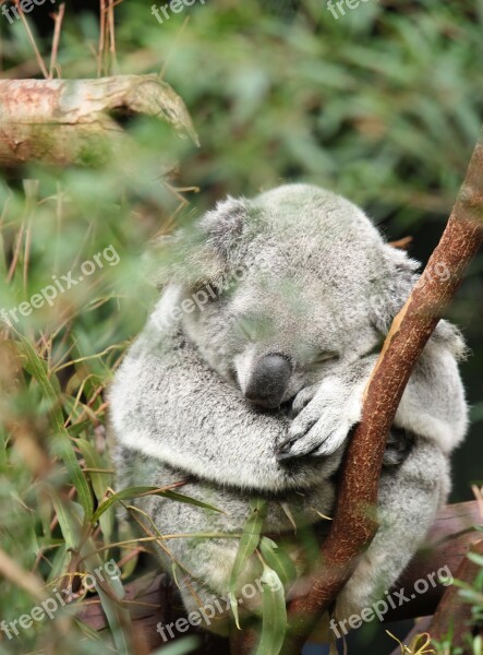 Australia Koala Marsupial Animal Wildlife