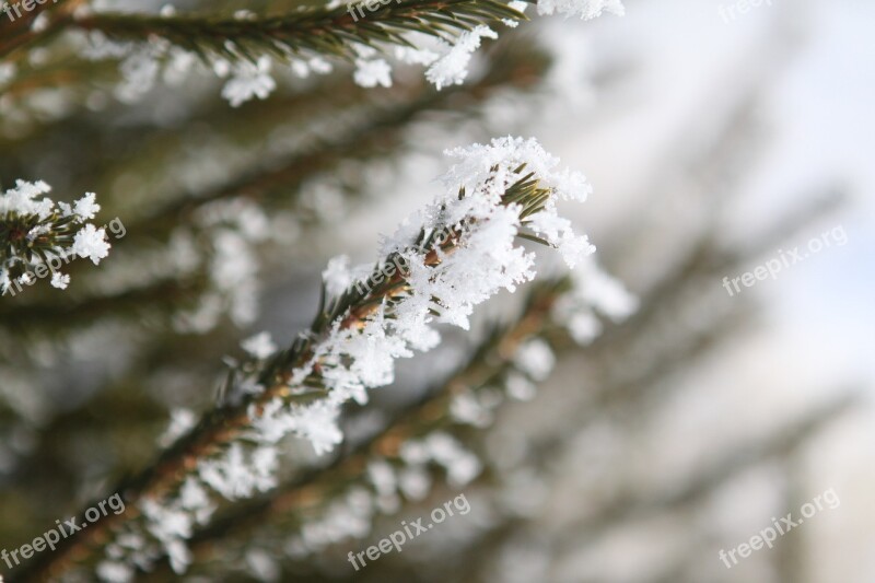 Tree Frost Winter Winter Trees Season