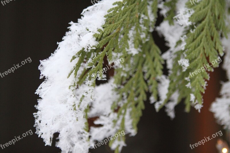 Snowflake Pine Tree Tree Branches Branch