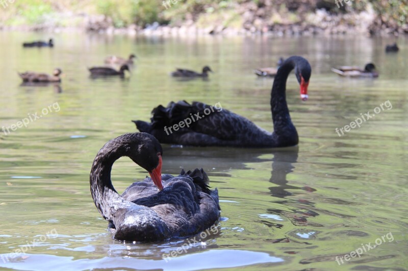 Black Swan Mauritius Park Lake Animal