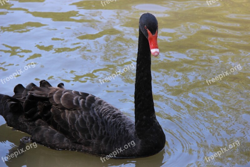 Black Swan Mauritius Park Lake Animal