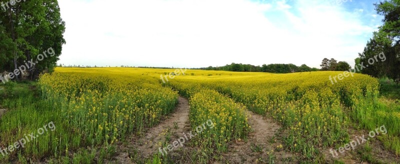 Summer Landscape Field Of Flowers Meadow Landscape Summer