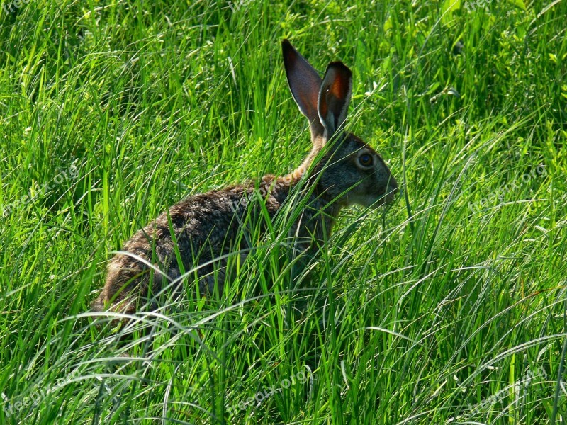 Rabbit Rabbits Brown Grass Field