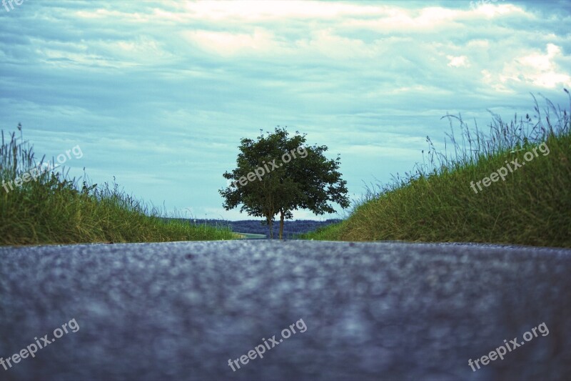 Tree Road Nature Away Asphalt