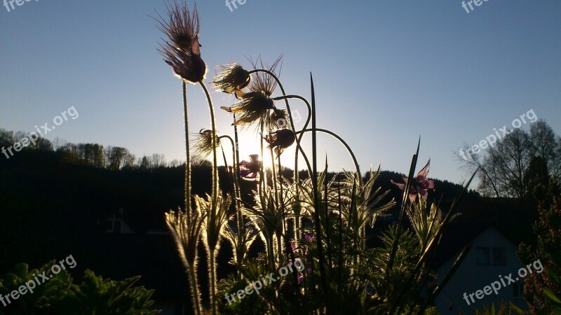 Flowers And Plants The Scenery Scenic Views Morning News Dawn