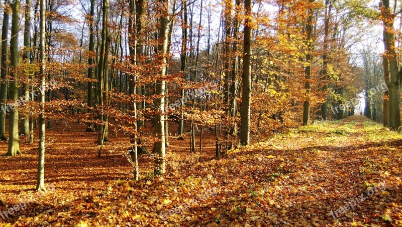 Autumn Woodland Natural Woods Free Photos