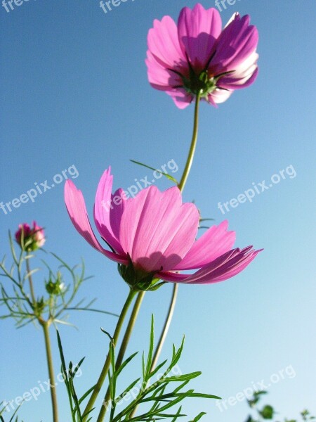 Flower Flowers Pink Cosmos Flowers Free Photos