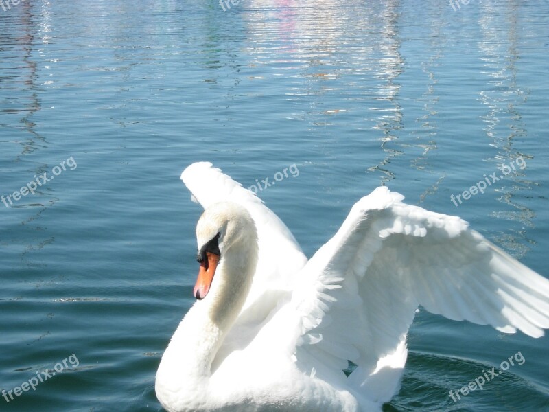 Swan Spread Your Wings Pet Free Photos