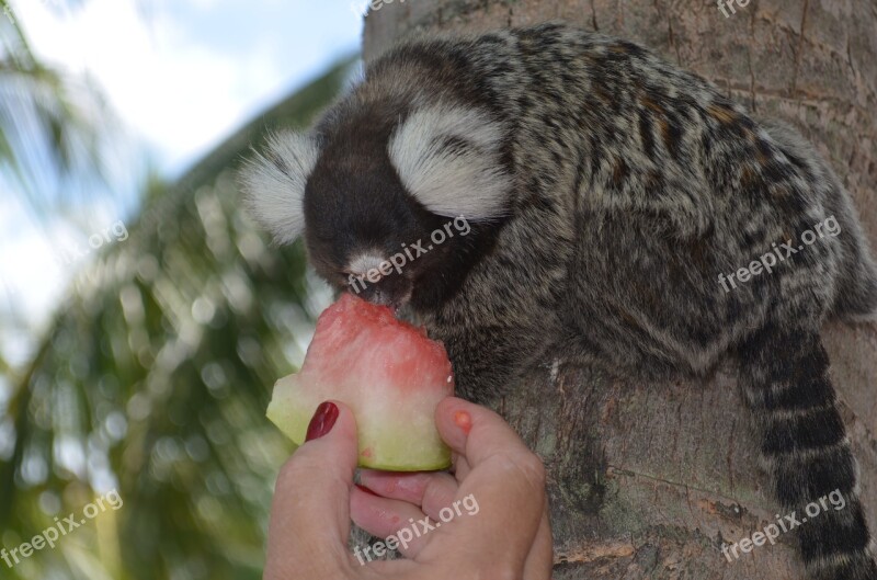 Common Marmoset Monkey Ears Adorned White Ears Tree