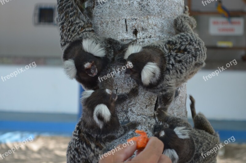 Common Marmoset Monkey Ears Adorned White Ears Tree