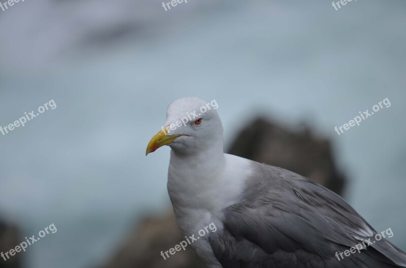 Seagull Bird Sea Gull Free Photos