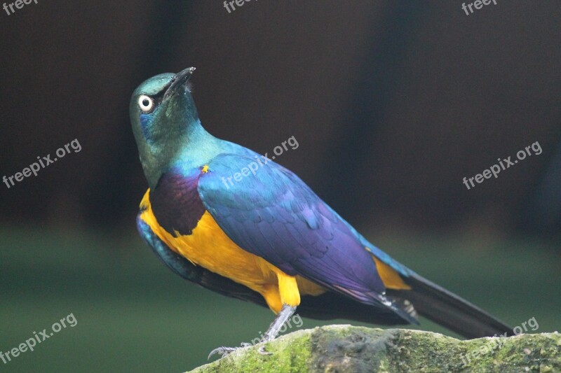 Bird Colorful Blue Yellow Exotic