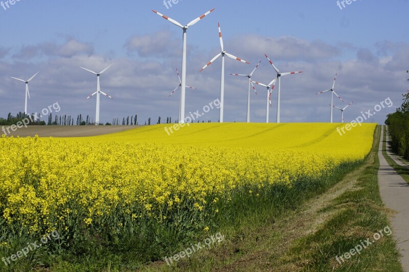 Weekend Field Of Rapeseeds Nature Field Yellow Field