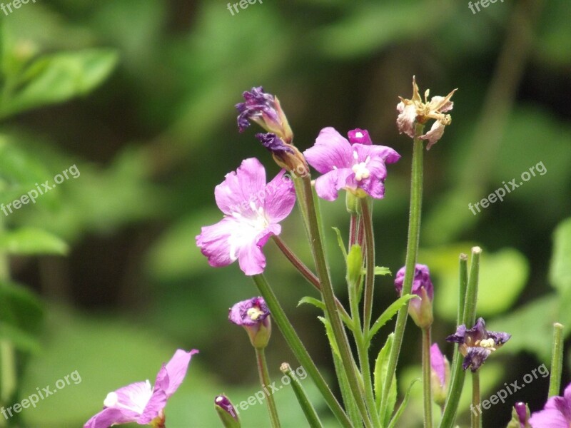 Flowers Nature Summer Flower Background Natural