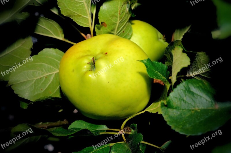 Apple Tree Apple Green Fruit Fresh