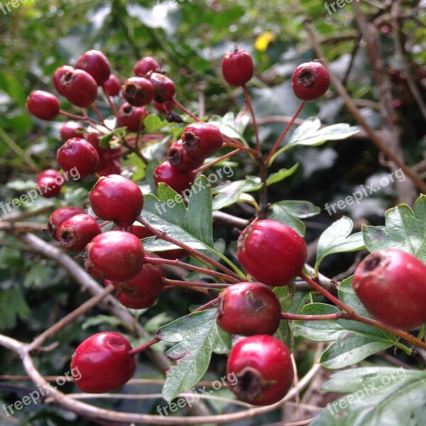 Berries Autumn Red Nature Season