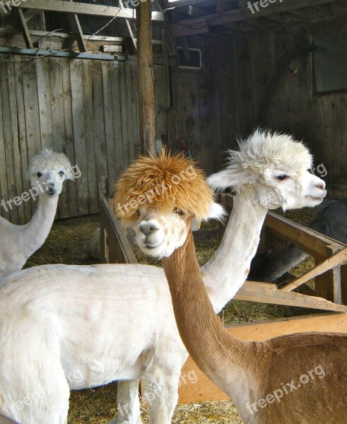 Llamas Animals Farm Shed Mammal