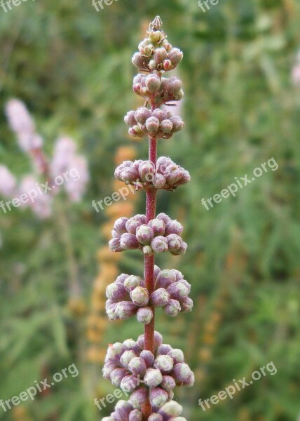 Flower Cocoons Green Flowers Plants