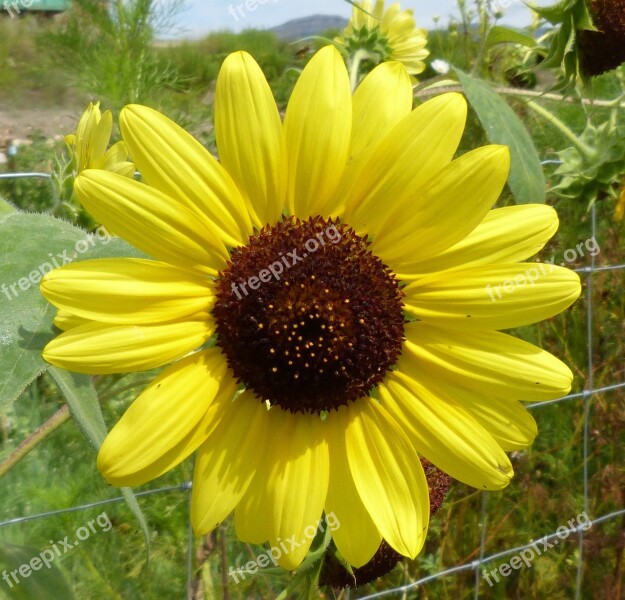 Flower Yellow Sunflower Daisy Summer