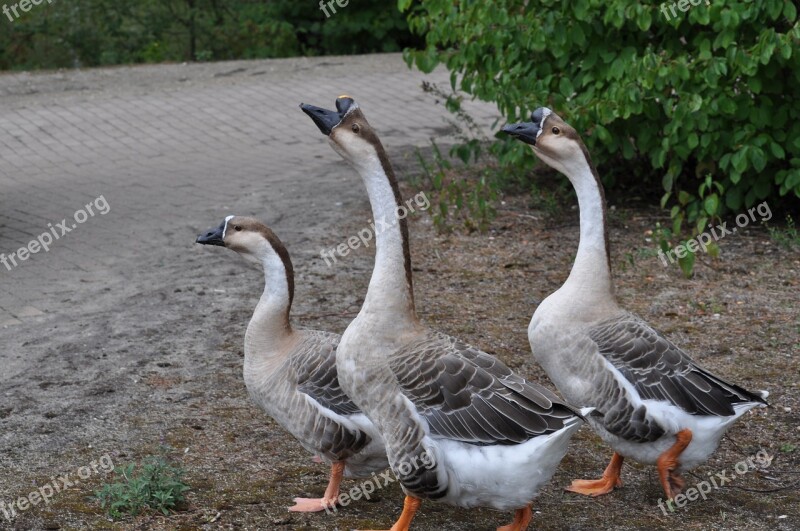 Geese Nature Wildlife Bird Goose