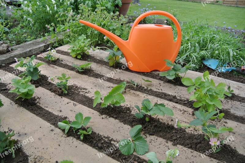 Garden Strawberries Plant Red Berries