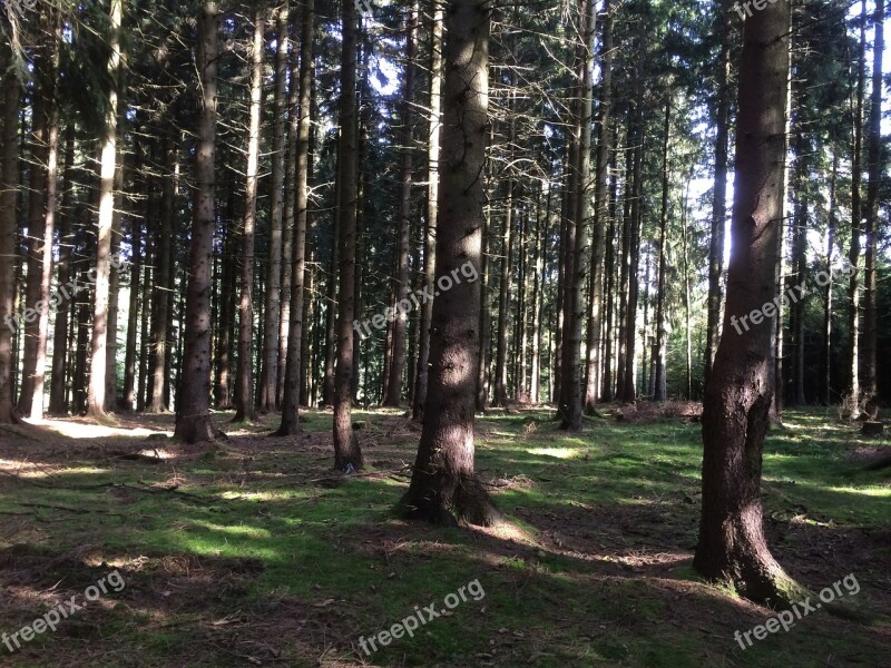 Forest Trees Resin Light Flooded